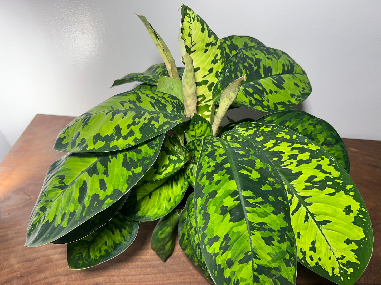 Homalomena Camouflage 6”