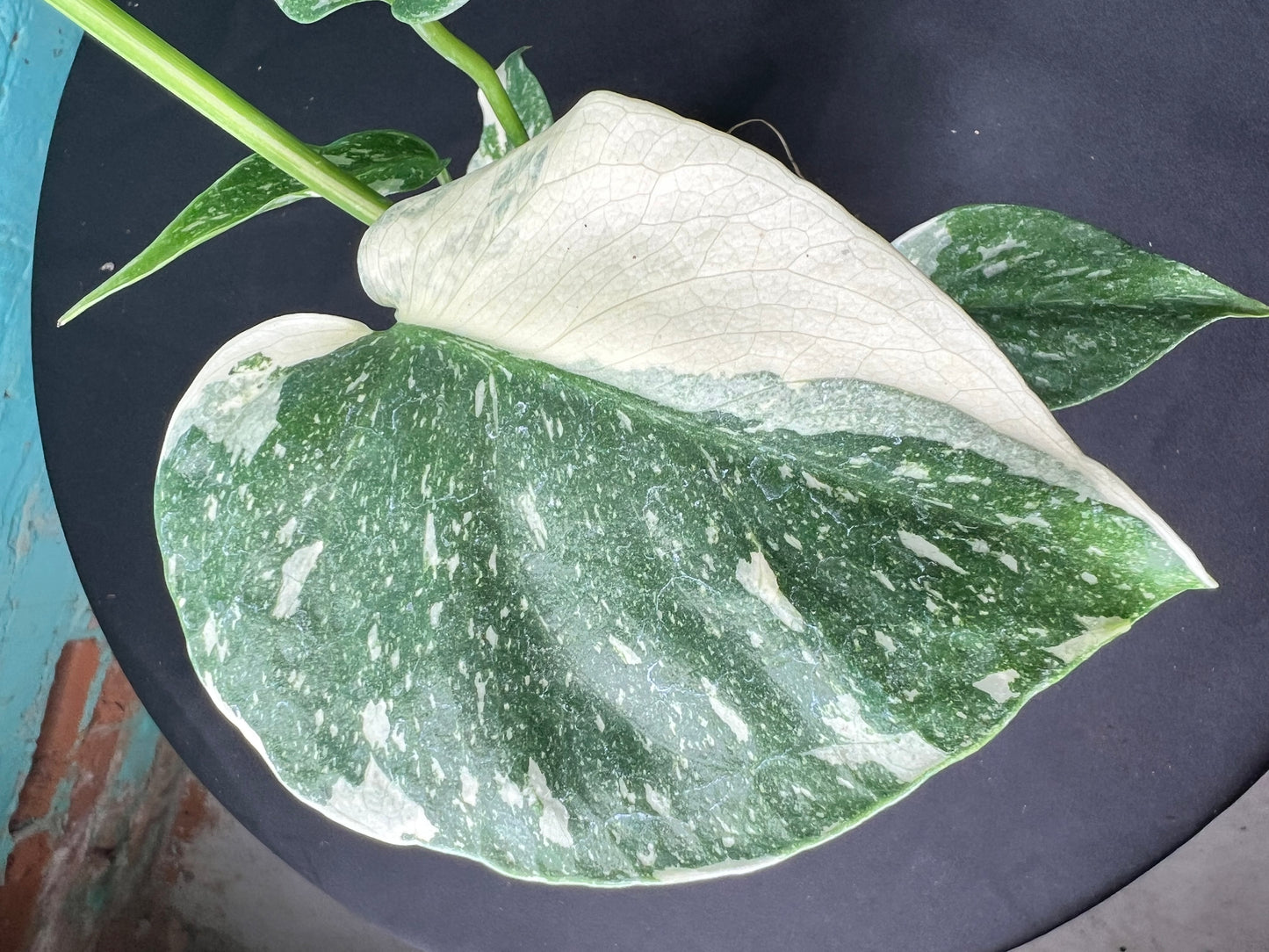Monstera Thai constellation 4”