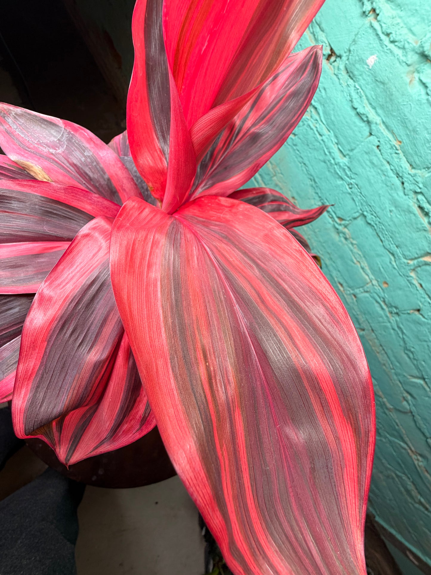 Cordyline Pink Diamond TI 8”