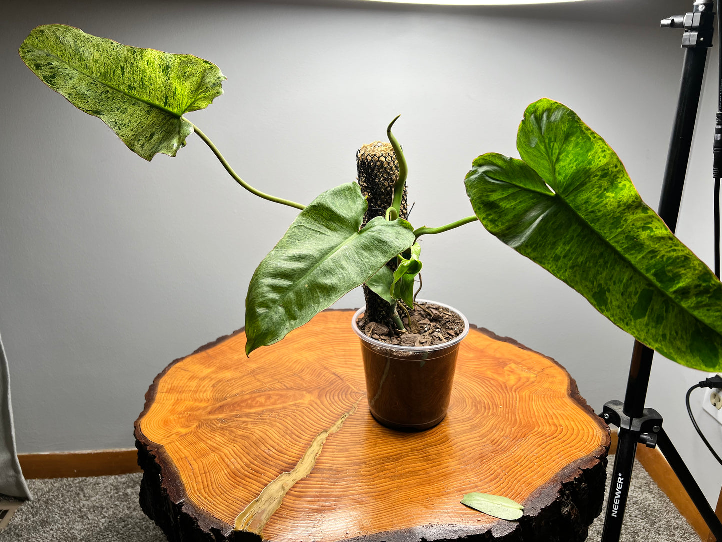 Philodendron Paraiso Verde (6inch)