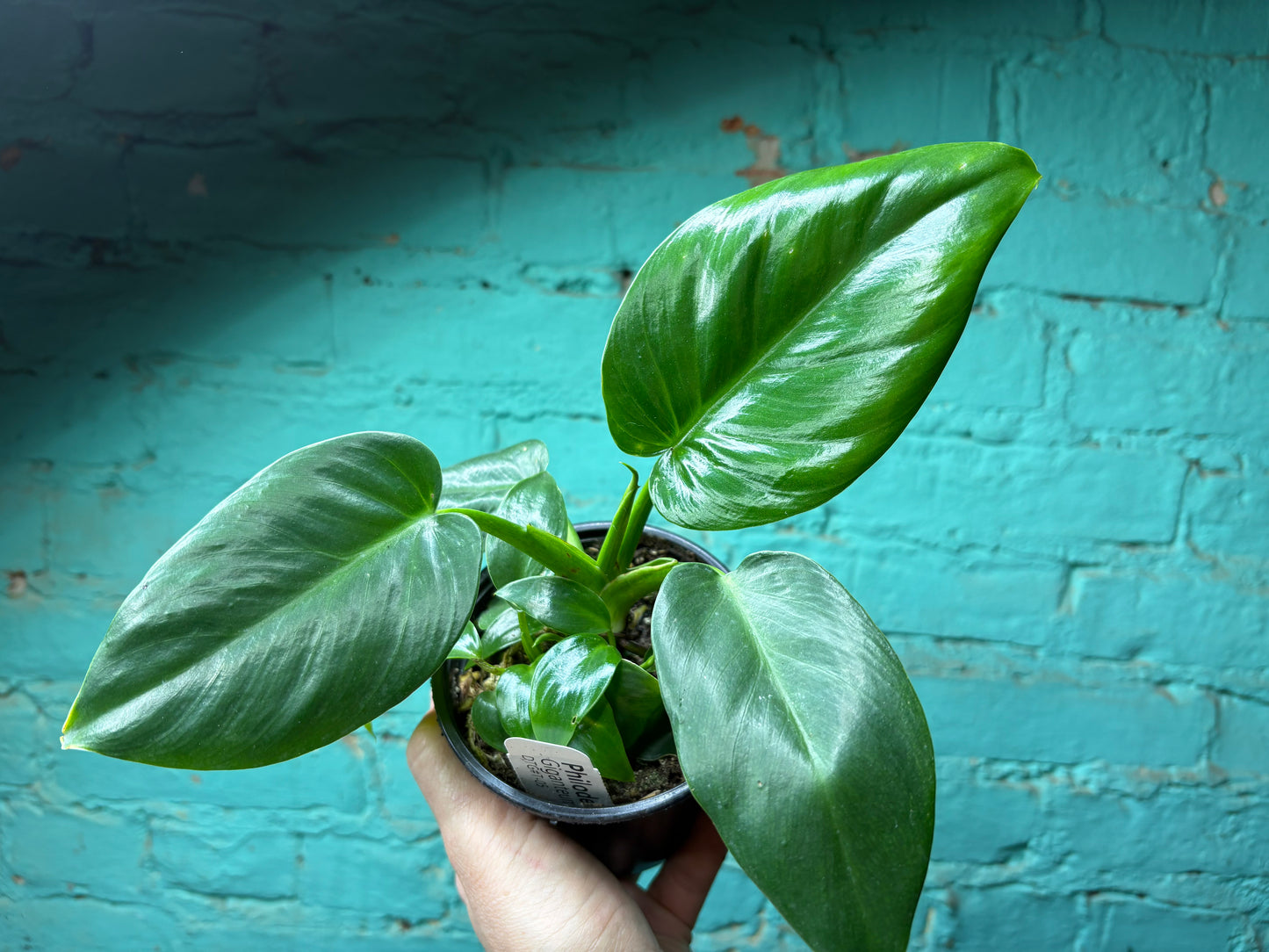 Philodendron Giganteum Green 4”