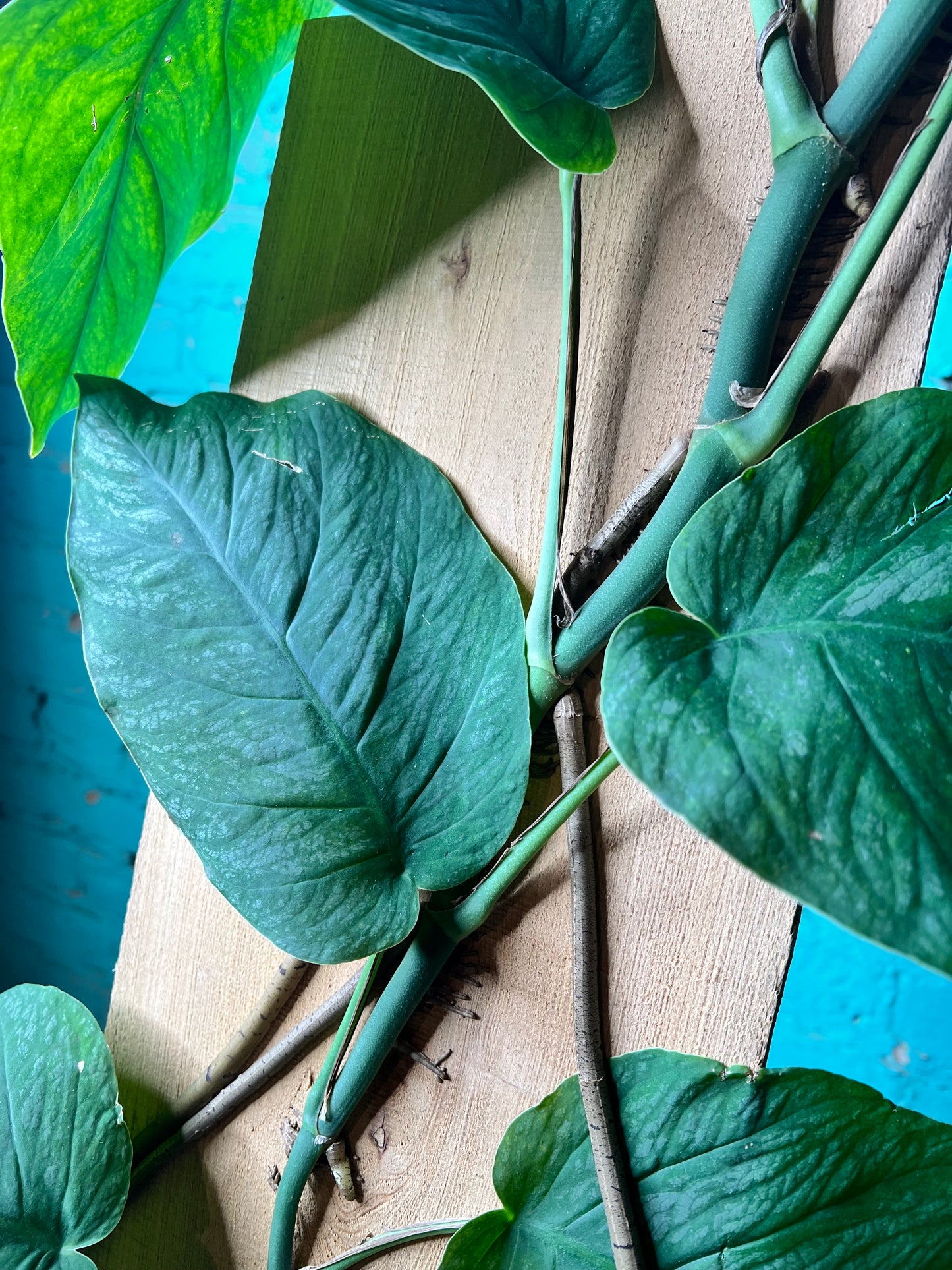 Monstera Dubia 10”