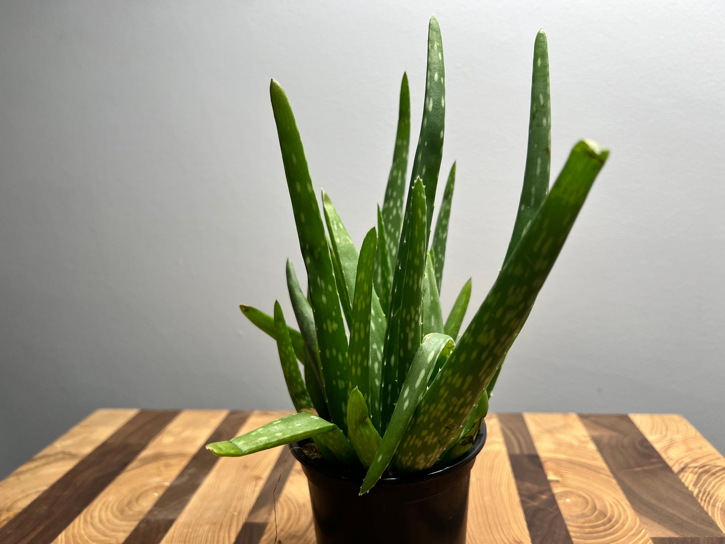 Aloe