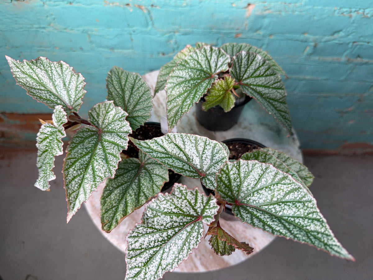Begonia Snow Capped 4”