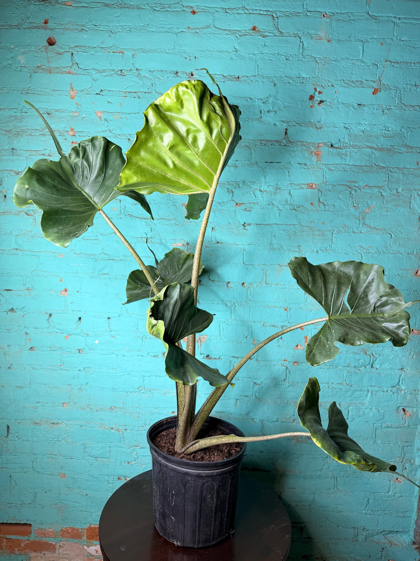 Alocasia Stingray 10”