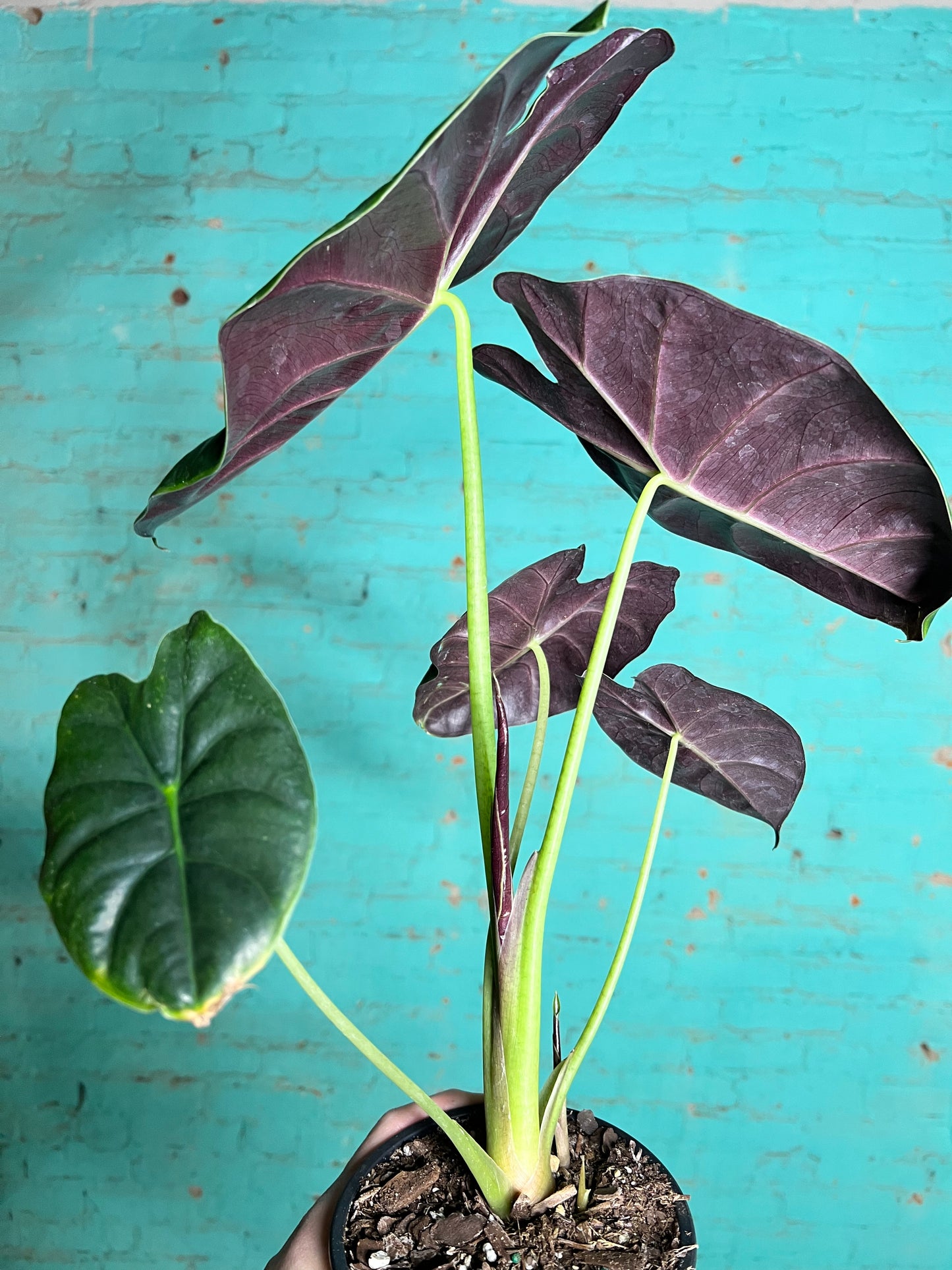 Alocasia Golden Bones 6”
