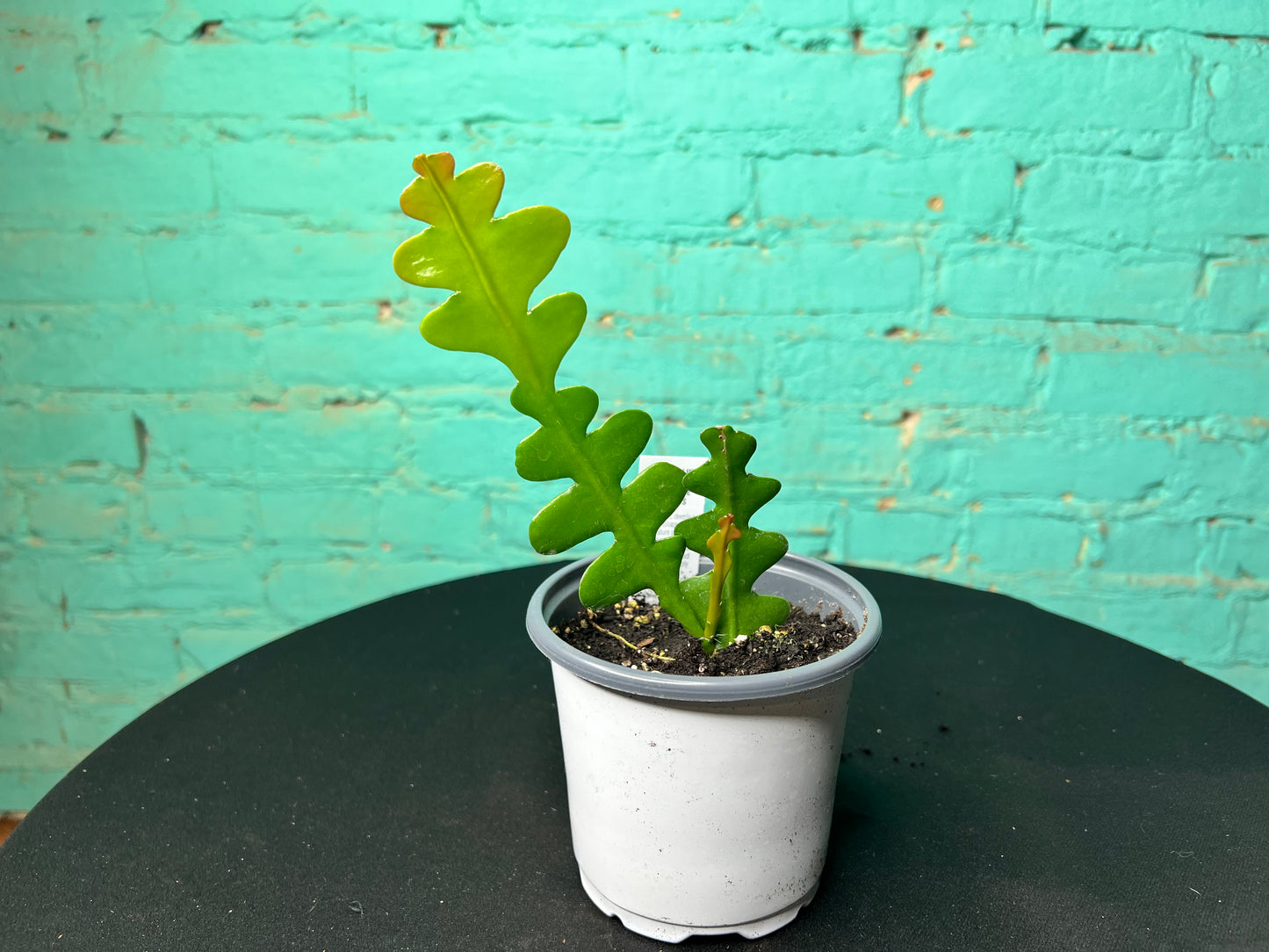 Ric Rac Cactus (fish bone) 4”