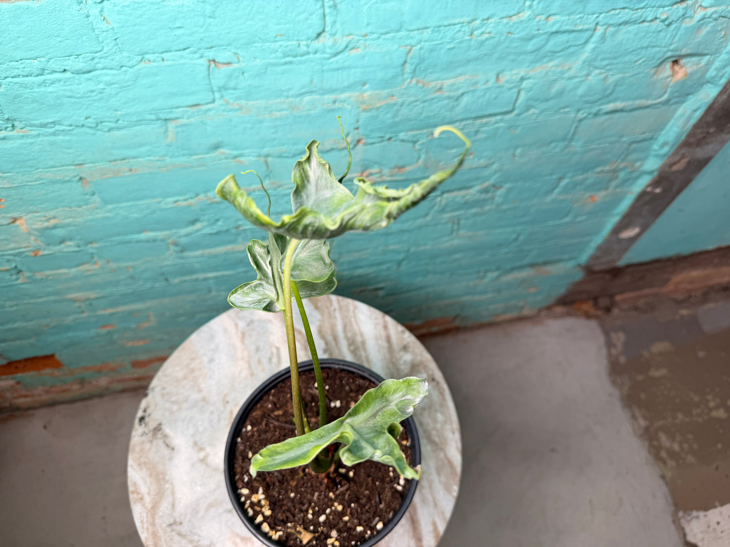 Alocasia Teletubby 6”