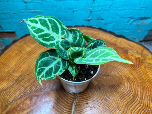 Anthurium Silver Blush 4”