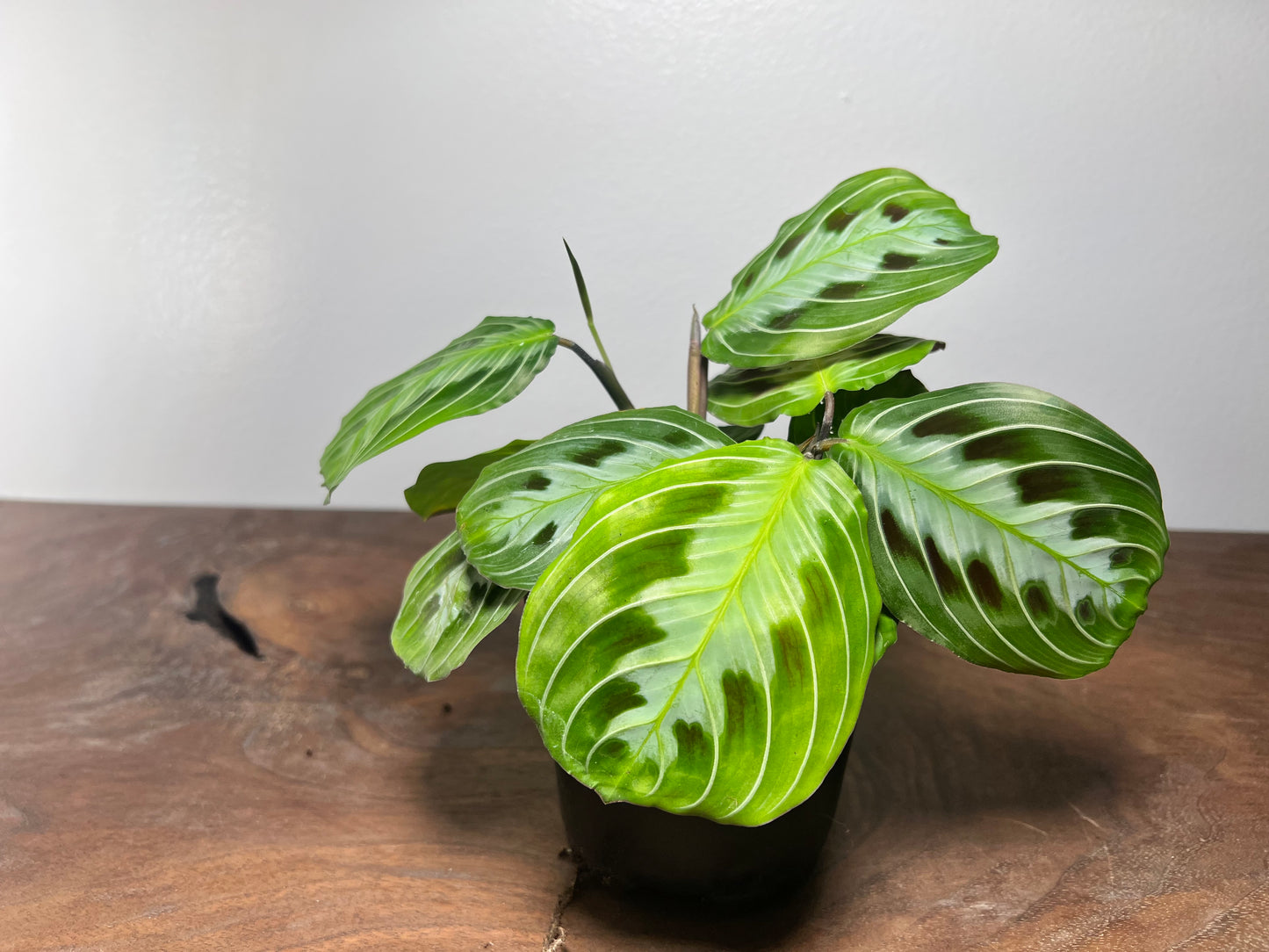 Maranta Black 4”