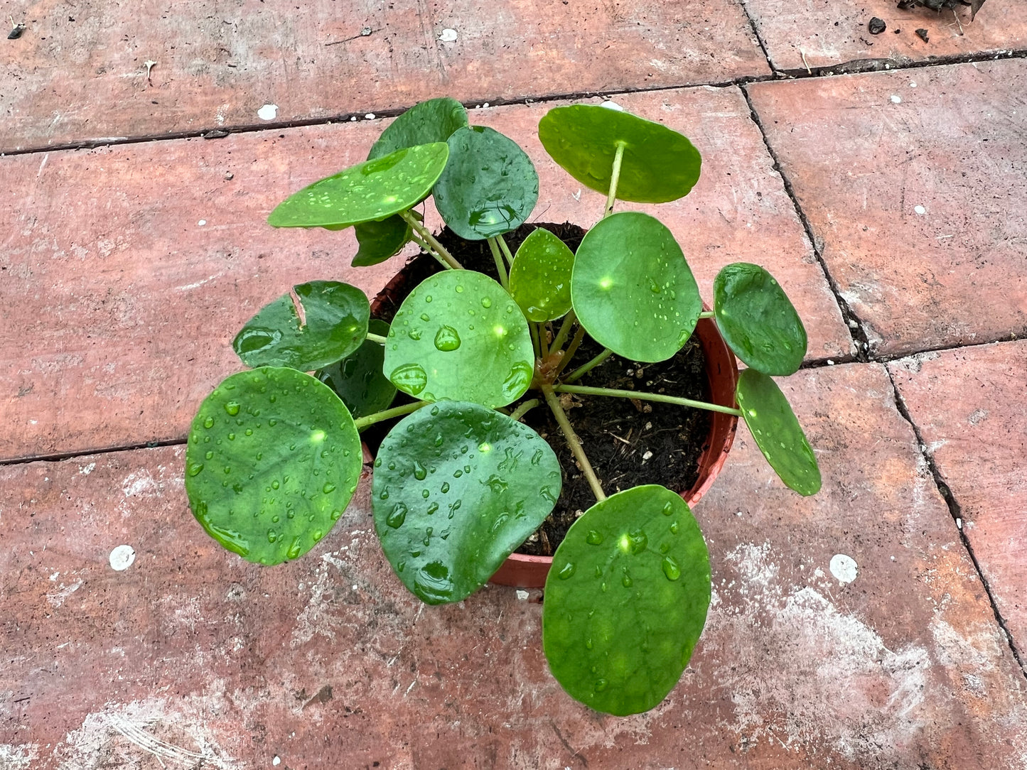 Pilea Peperomioides (4inch) Chinese Money Plant