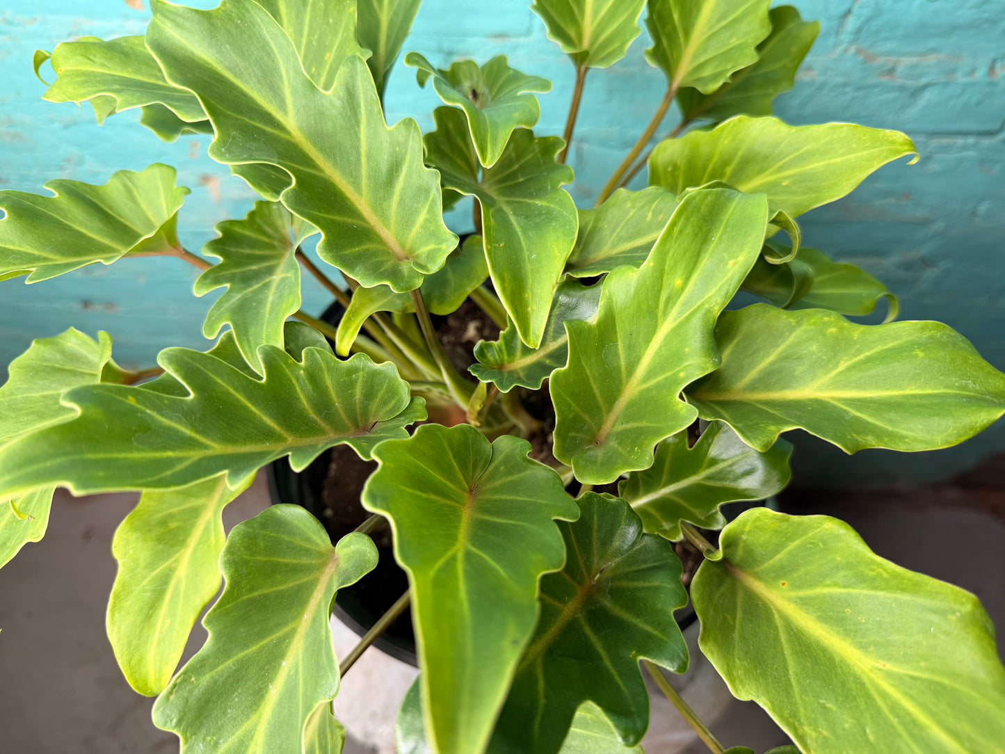 Philodendron Xanadu 10”
