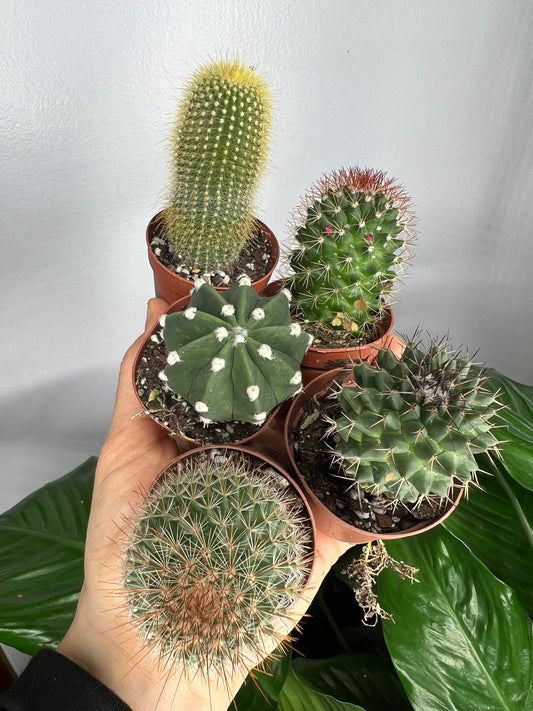 Cactus 2”