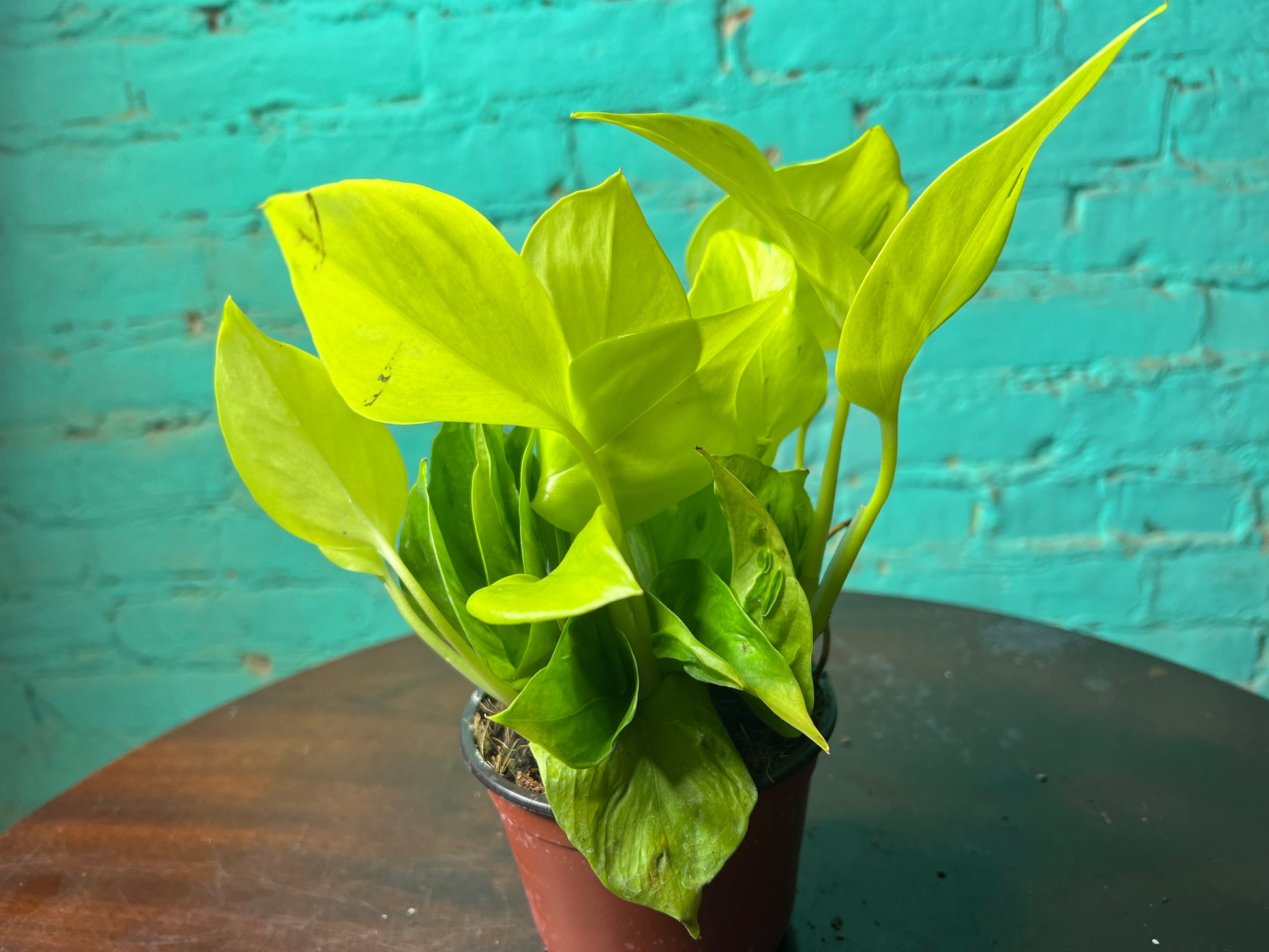 lime pothos plant Pothos San Paulo 4” – The Rooted Plant Shop