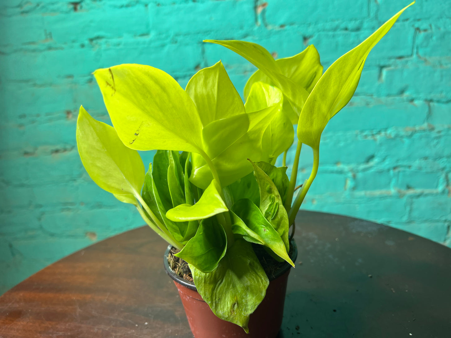 Pothos San Paulo 4”
