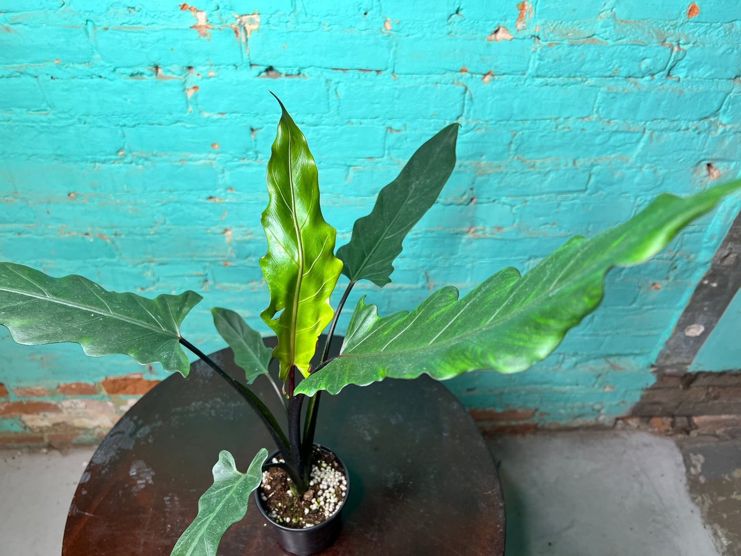 Alocasia Lauterbachiana Mint 4” (Sword Tree)
