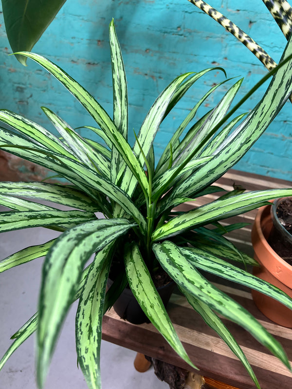 Aglaonema Cutless  6”