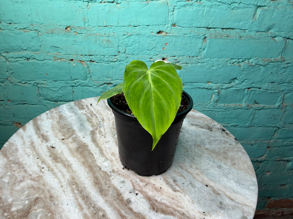 Philodendron Verrucosum  4”