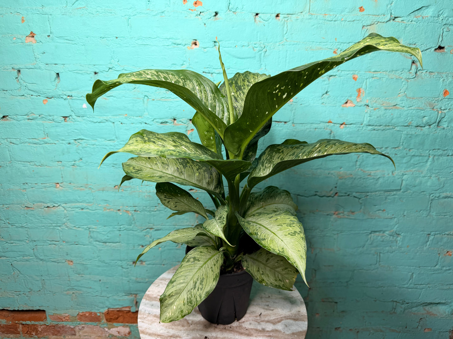 Dieffenbachia 6”