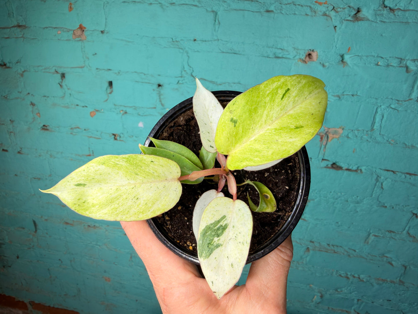 Philodendron Snow Drift 4”