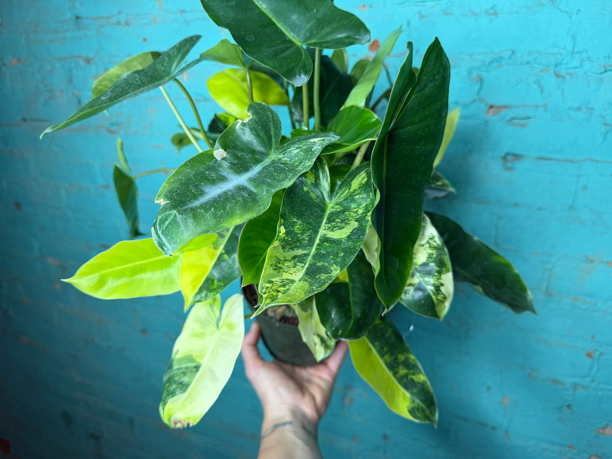 Philodendron Burle Marx Variegated 6”