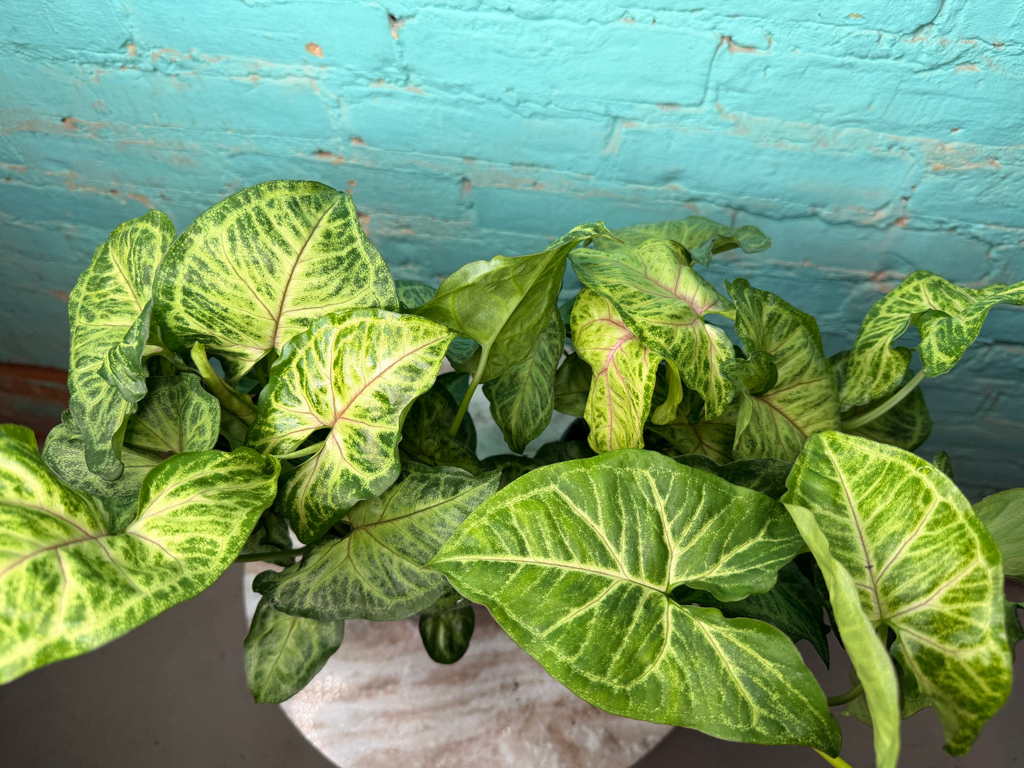 Syngonium ‘Batik’