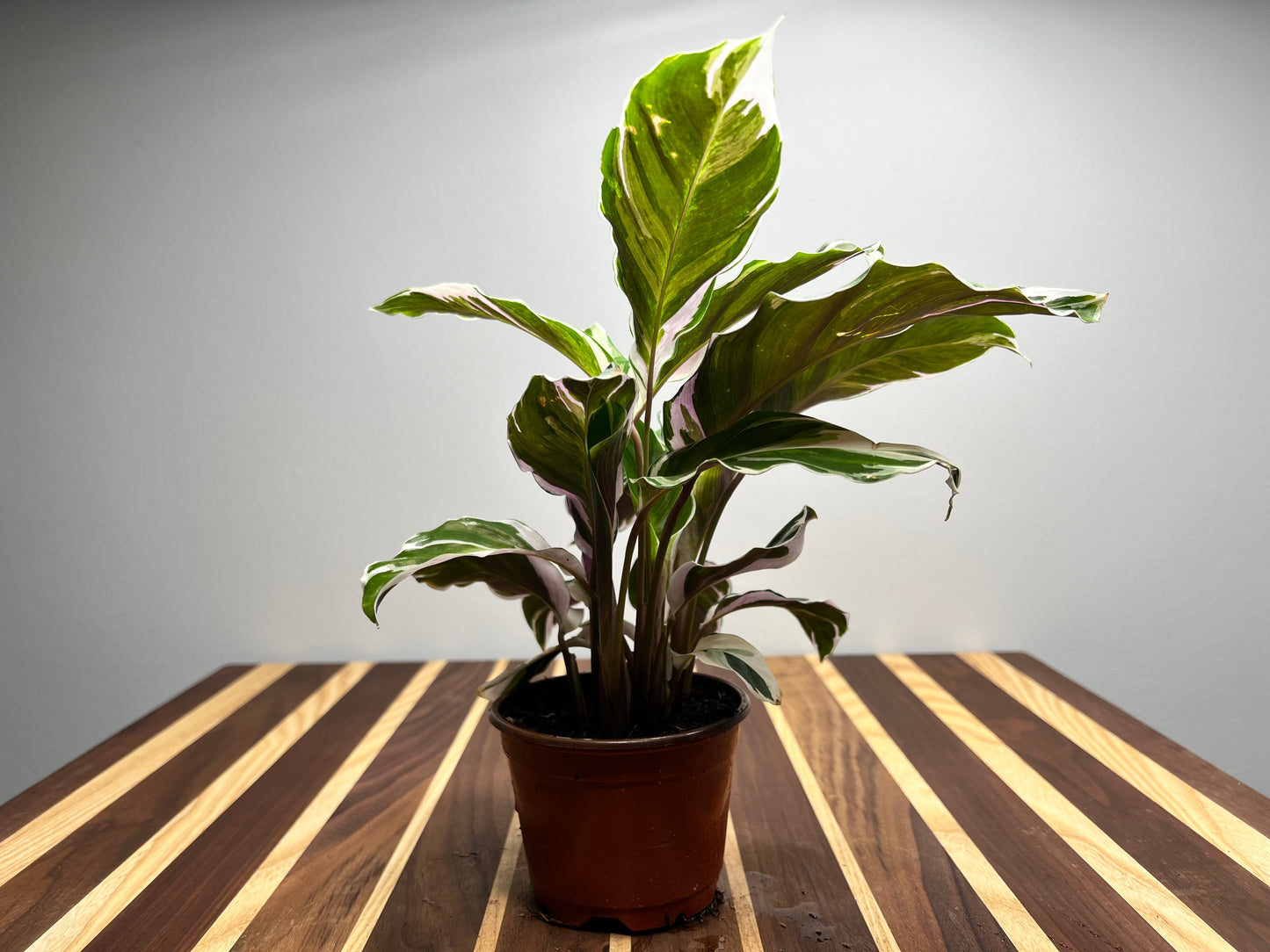 Calathea Stella 4inch