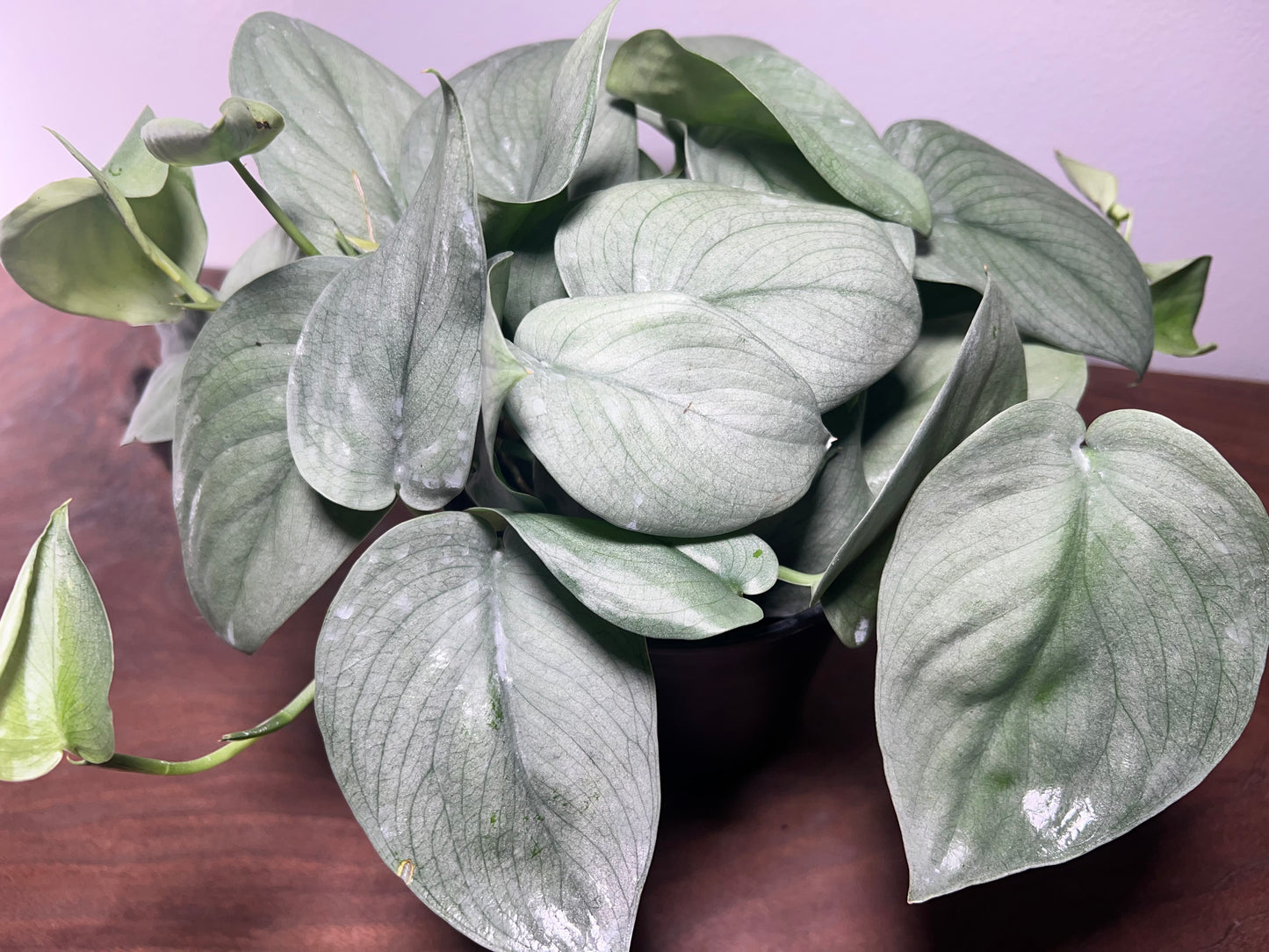 Scindapsus Platinum 6”