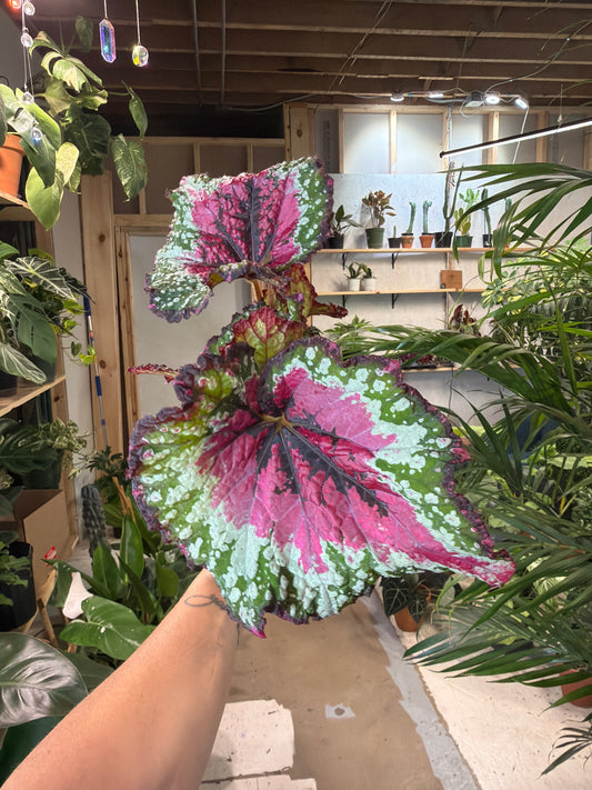 Begonia Rex ‘Mafia’ T Rex