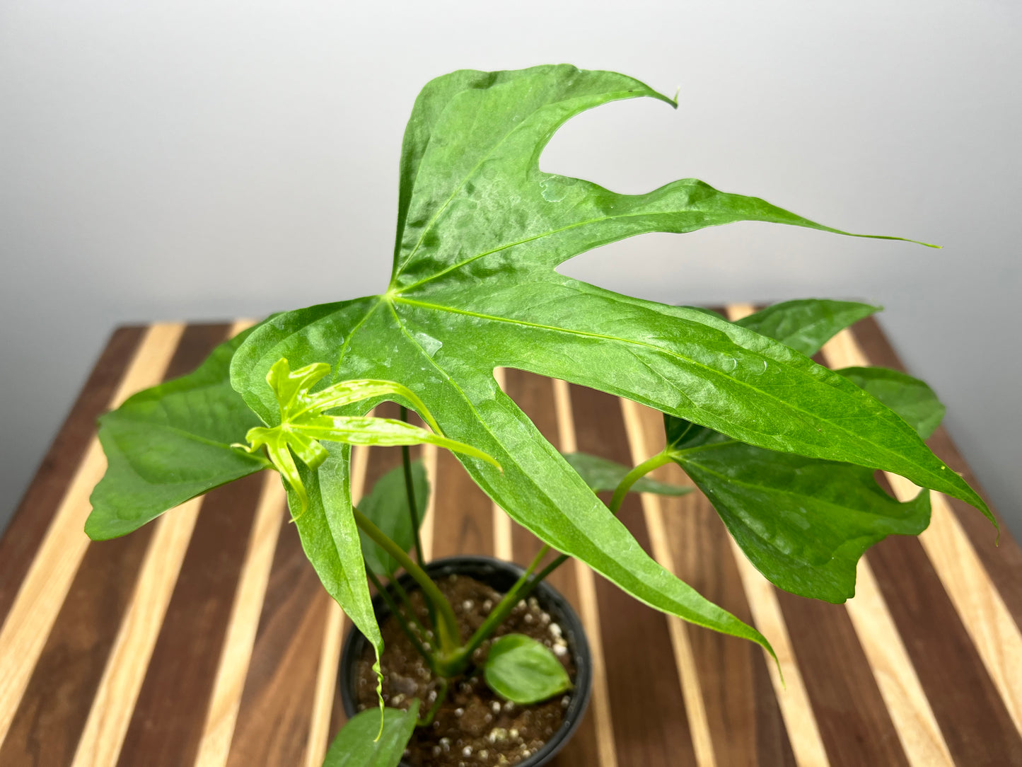 Anthurium Fingers