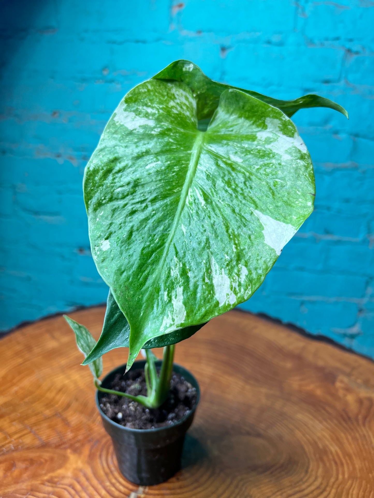 Monstera Deliciosa Mint 3”