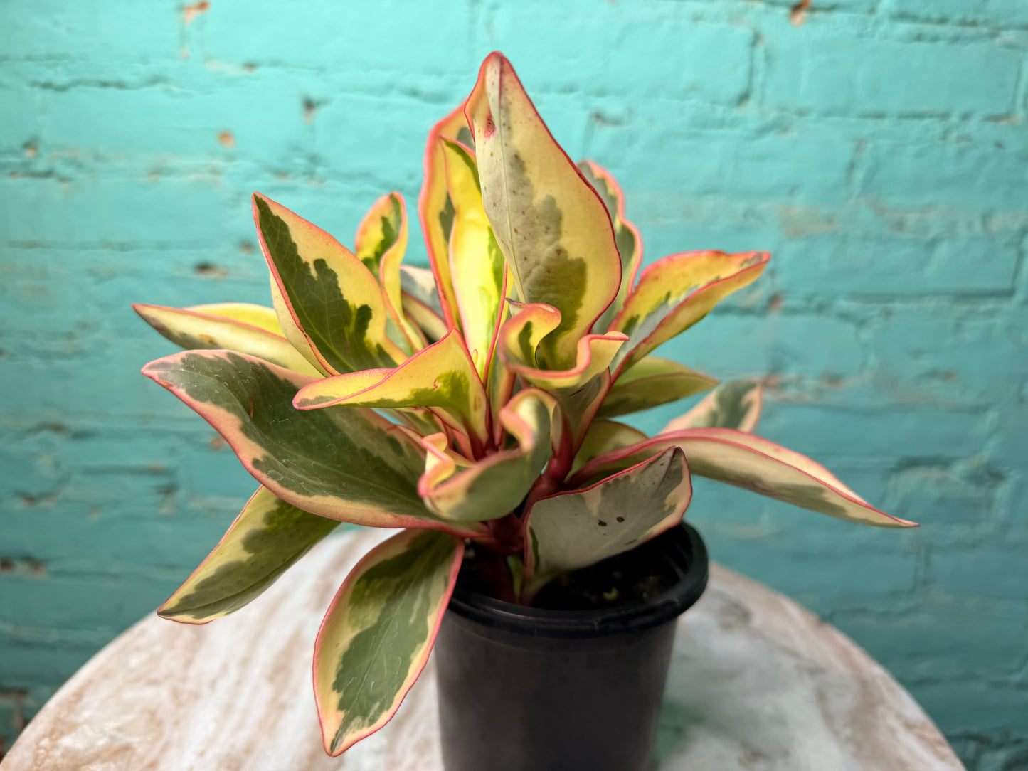 Peperomia- Ginny (Rainbow)