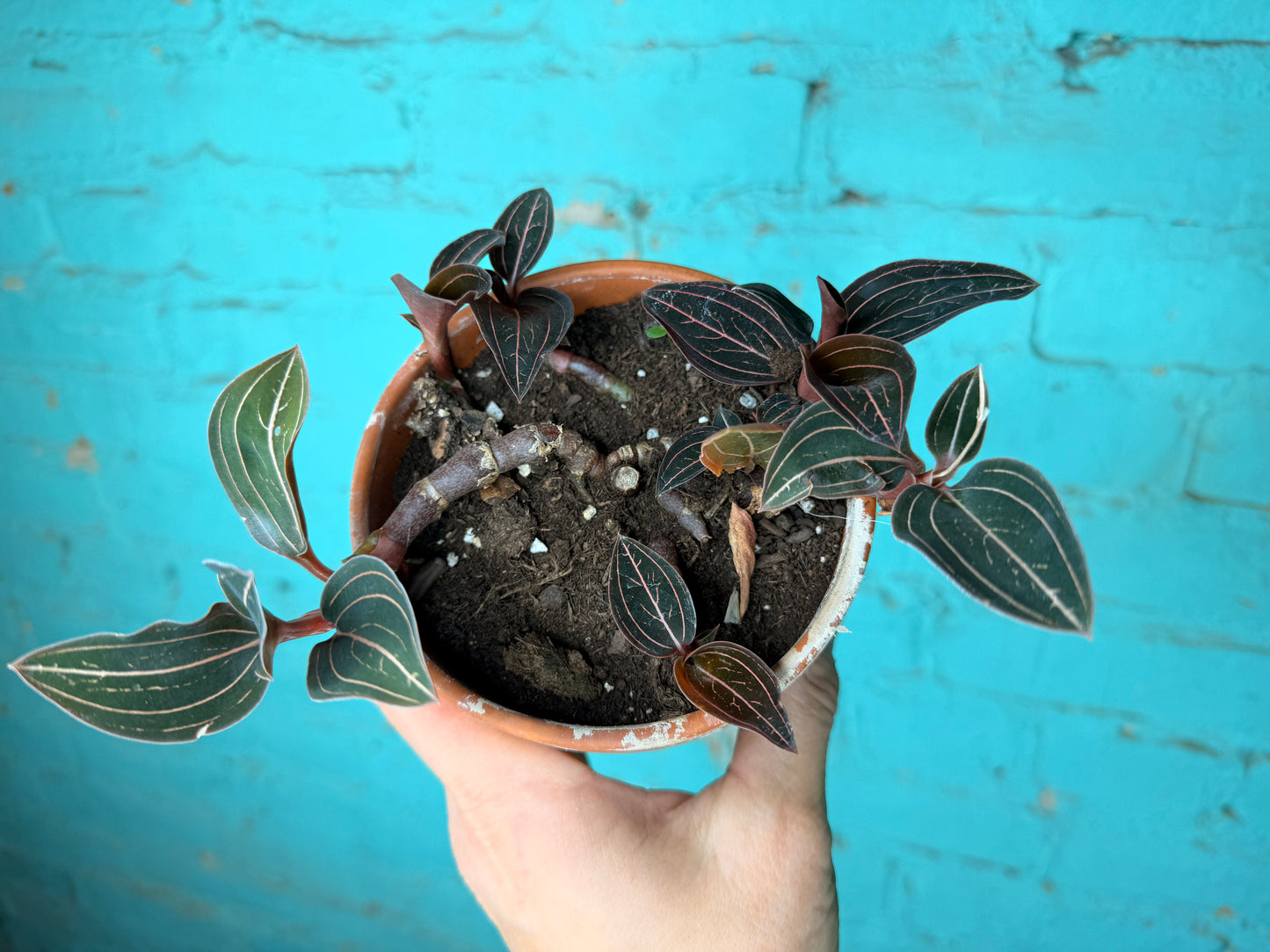 Jewel Orchid Ludisia discolor 4”
