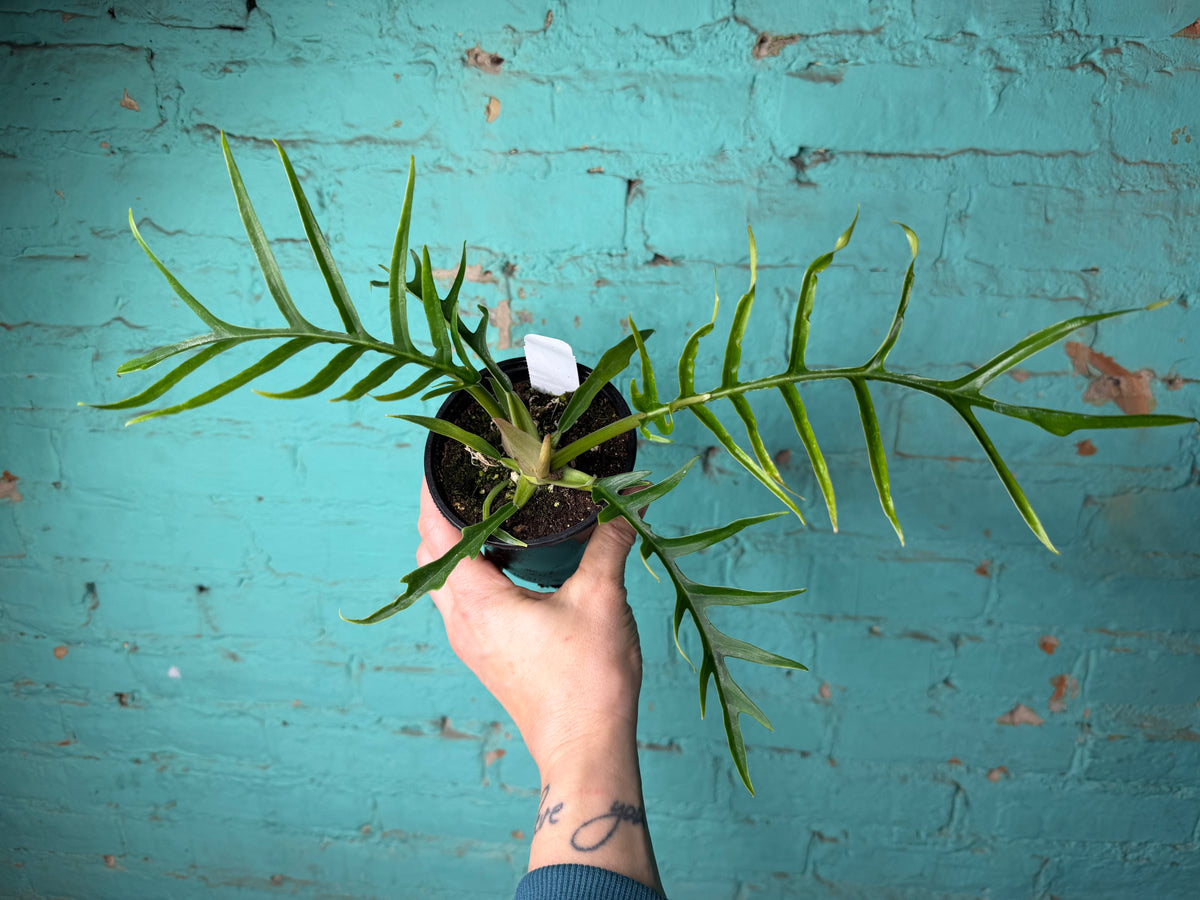 Philodendron Tortum 4”