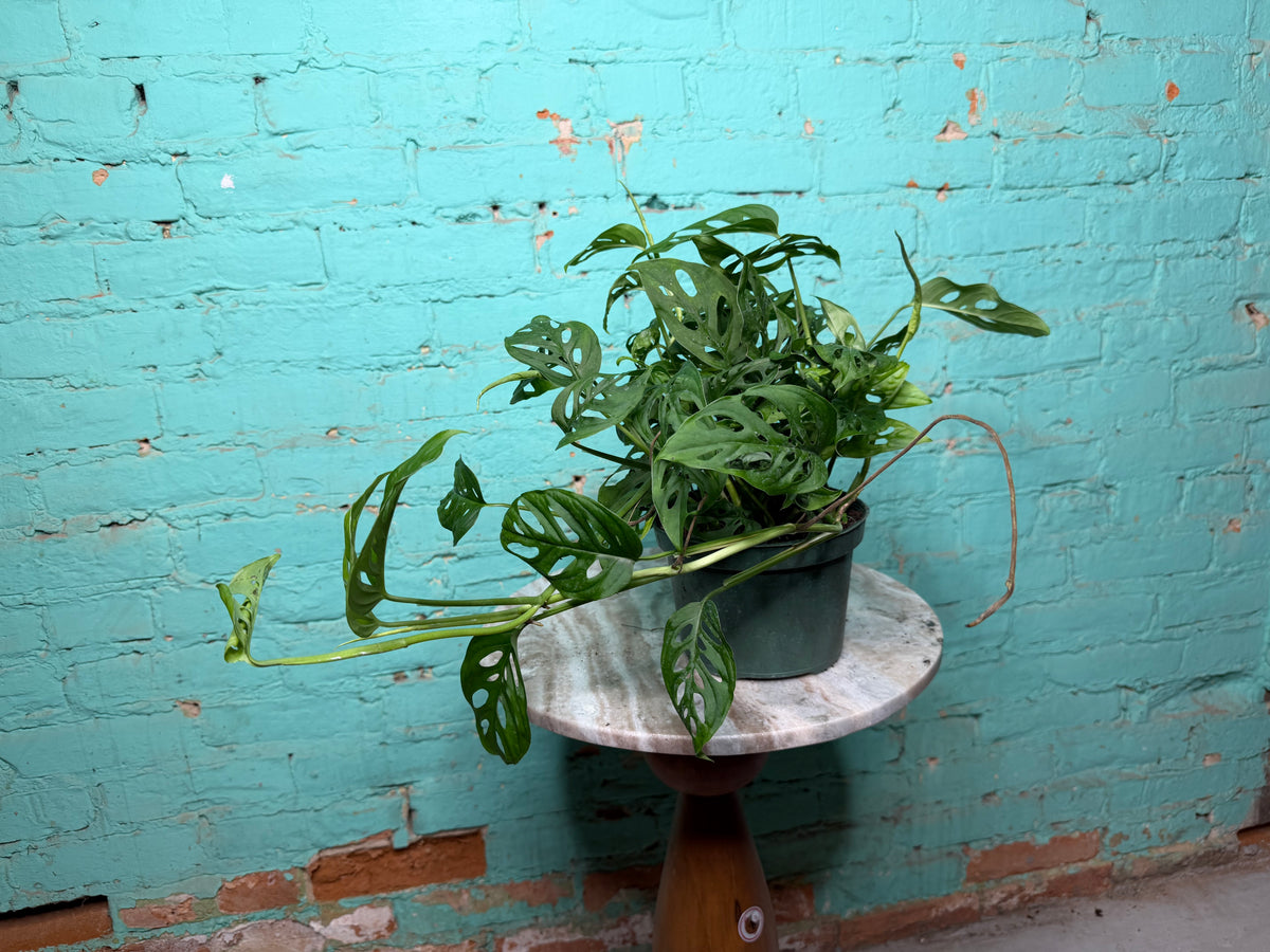 Monstera Adansonii ‘Swiss Cheese’ 6”