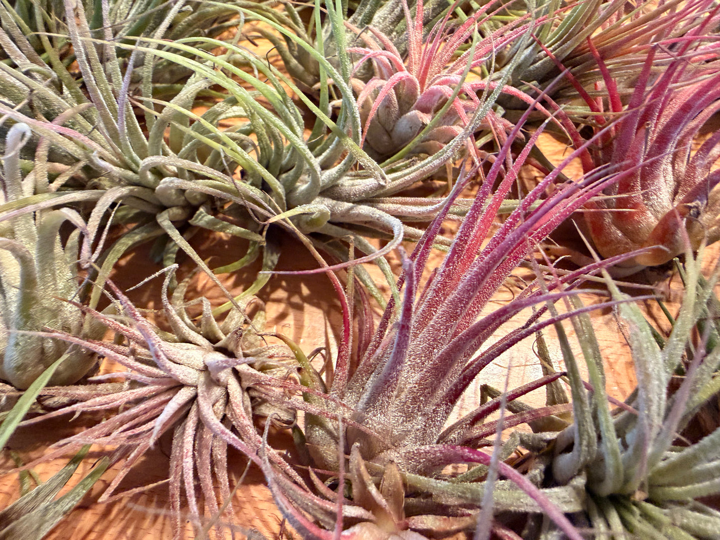Tillandsia “Air Plants”
