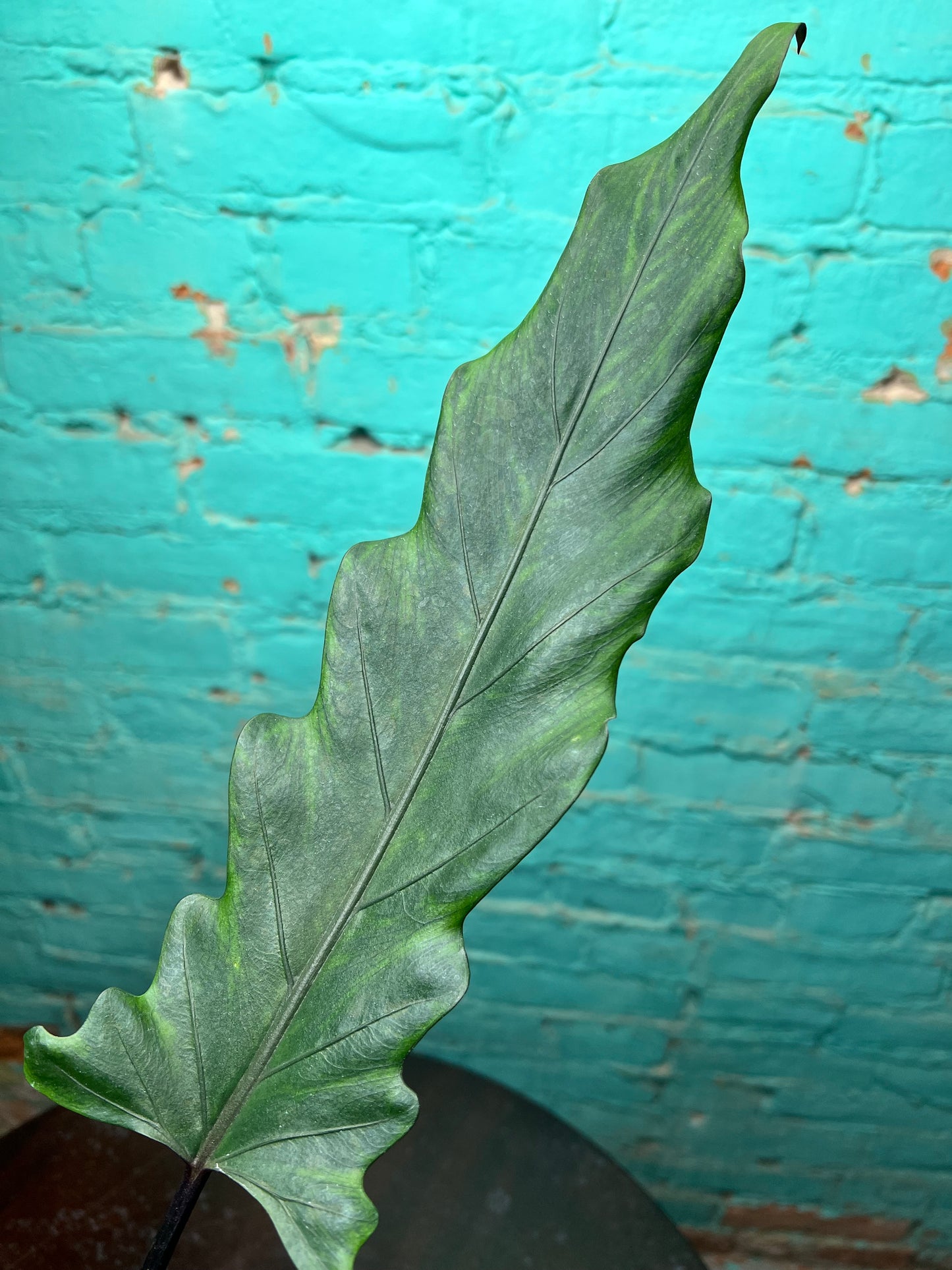 Alocasia Lauterbachiana Mint 4” (Sword Tree)