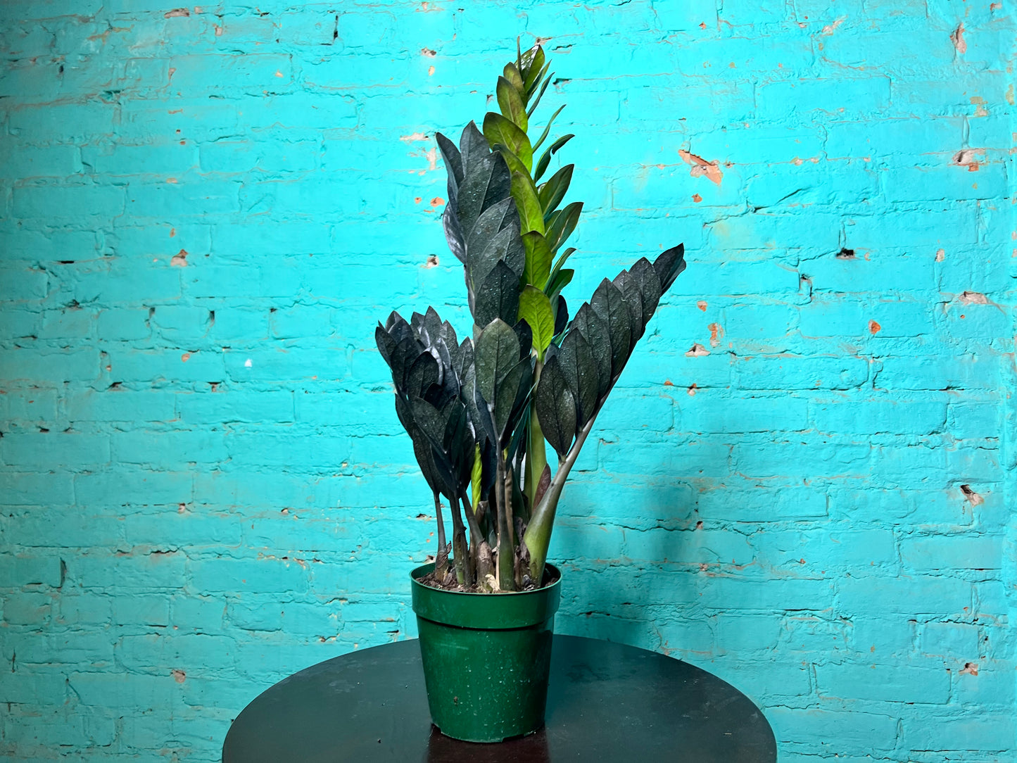 Raven ZZ Plant 6”