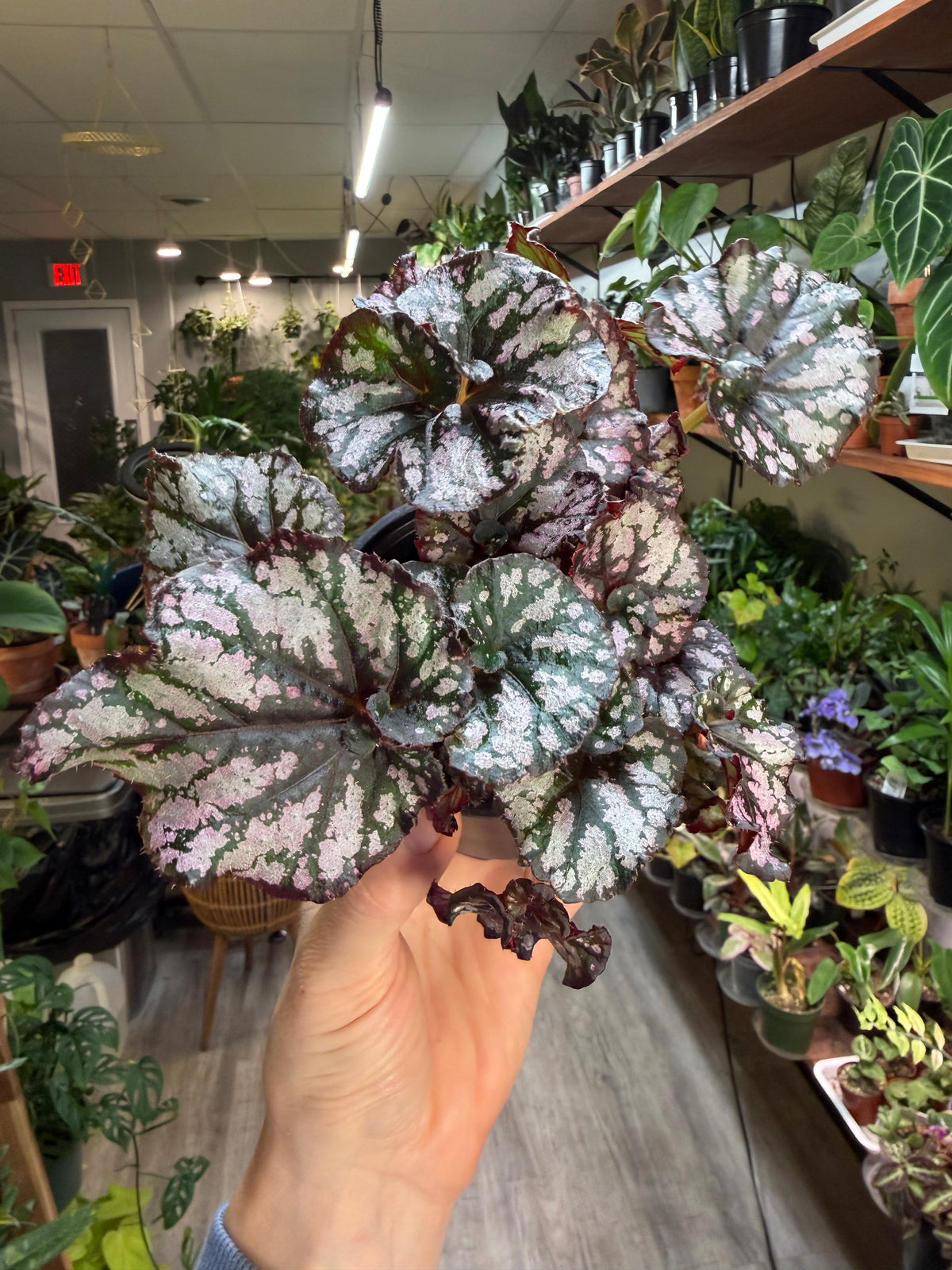 Begonia Rex 4”