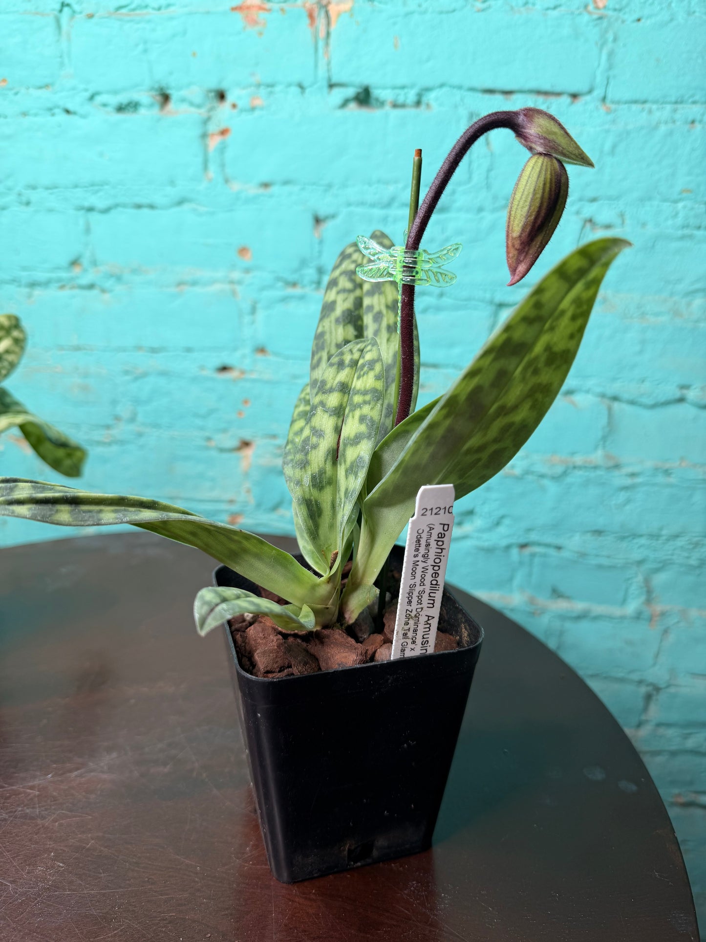 Paphiopedilum ‘Amusingly Odette’ Lady Slipper