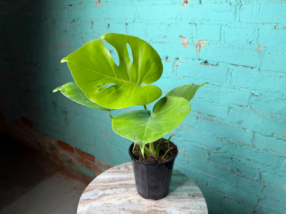 Monstera Deliciosa Golden Compacta 6”