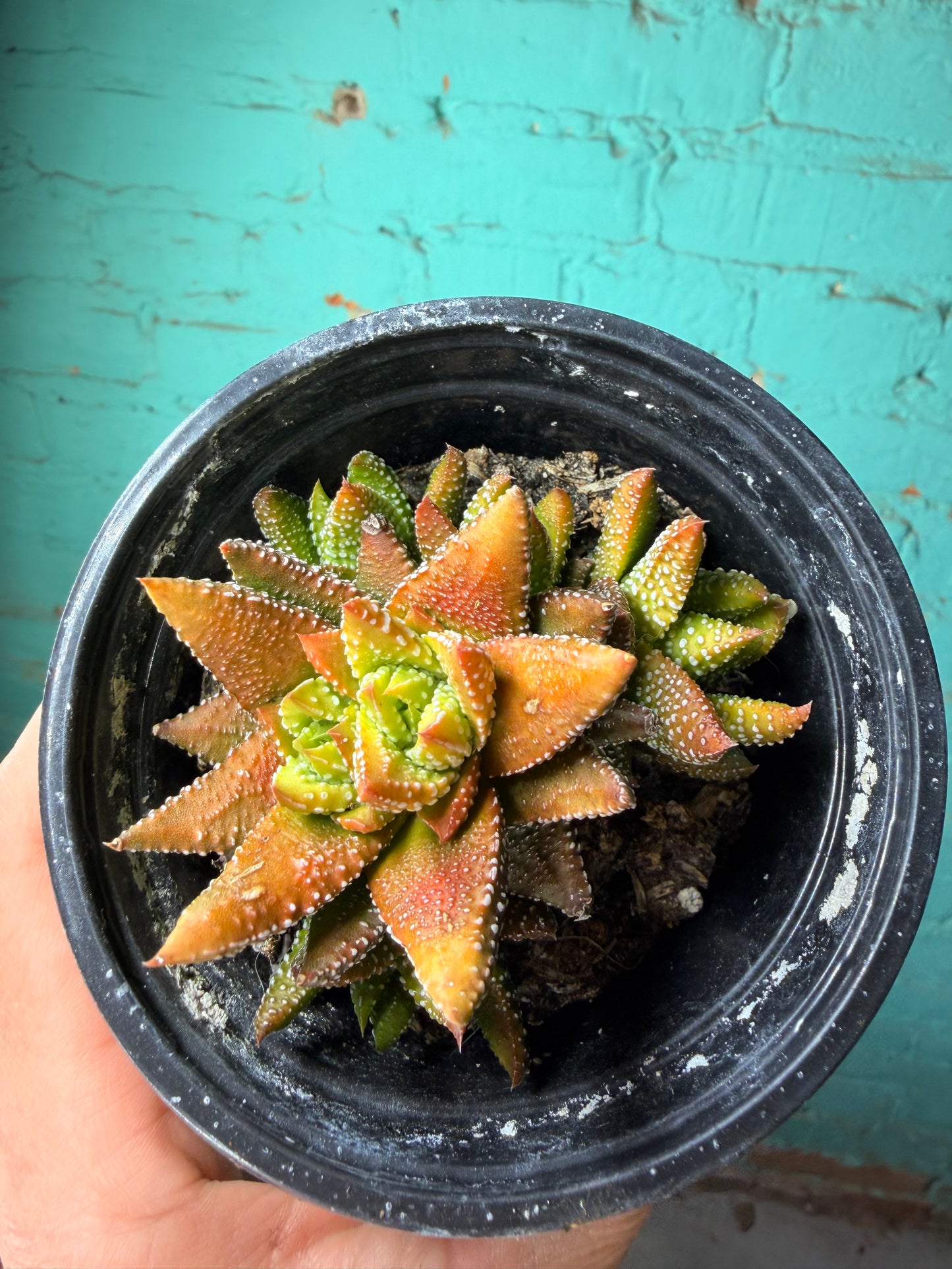 Gasteria Sunset  4”