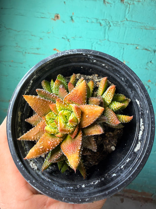 Gasteria Sunset  4”