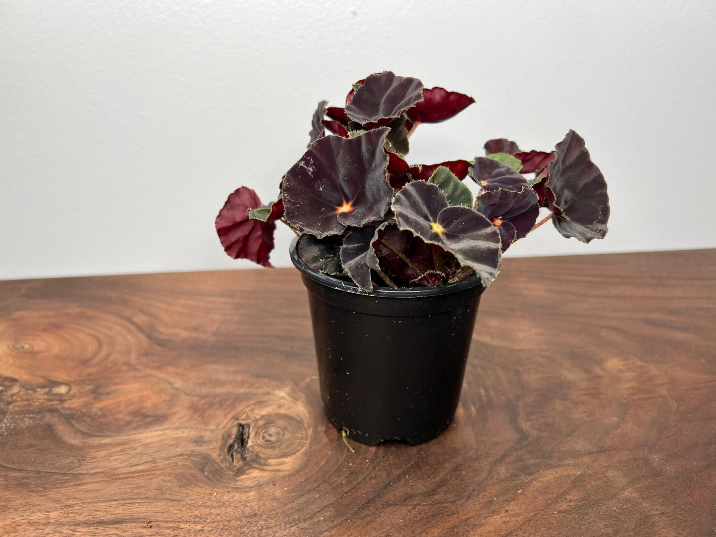 Begonia Dark Mambo