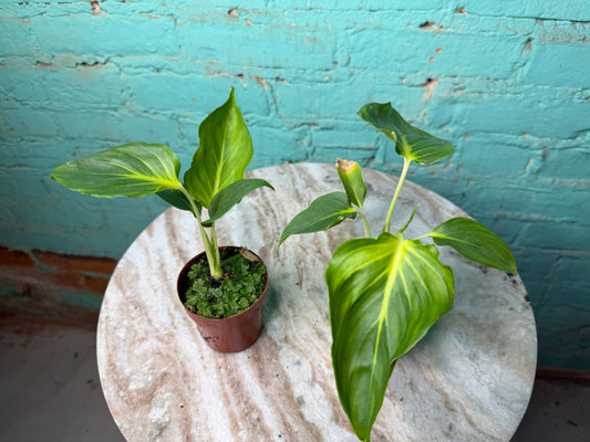 Homalomena lindenii 3”