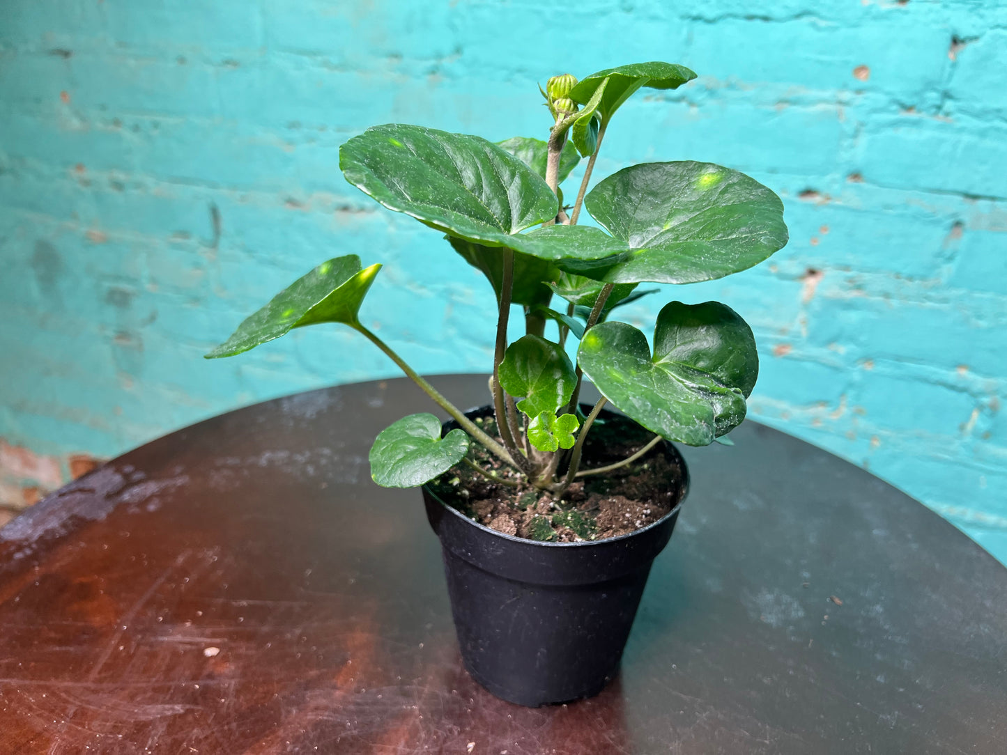 Farfuglum Firefly 4”