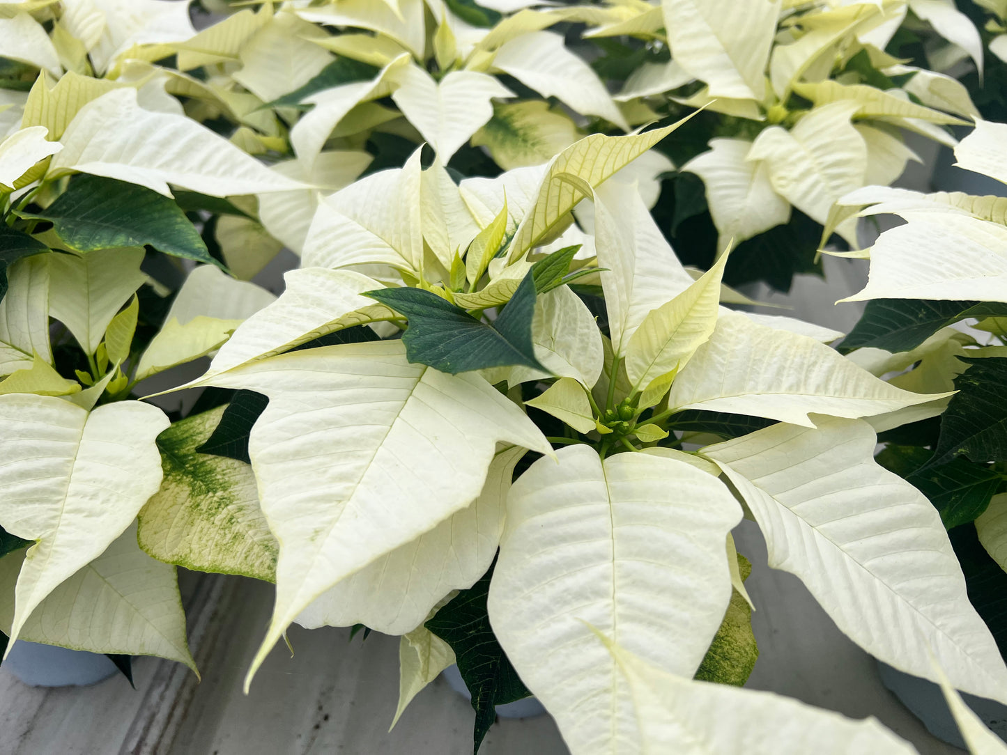 Poinsettia 4” white