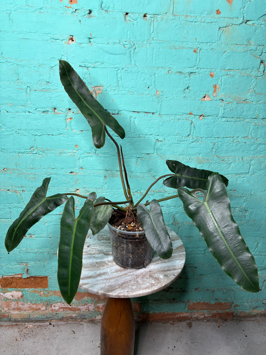 Philodendron Black Billietiae 6”