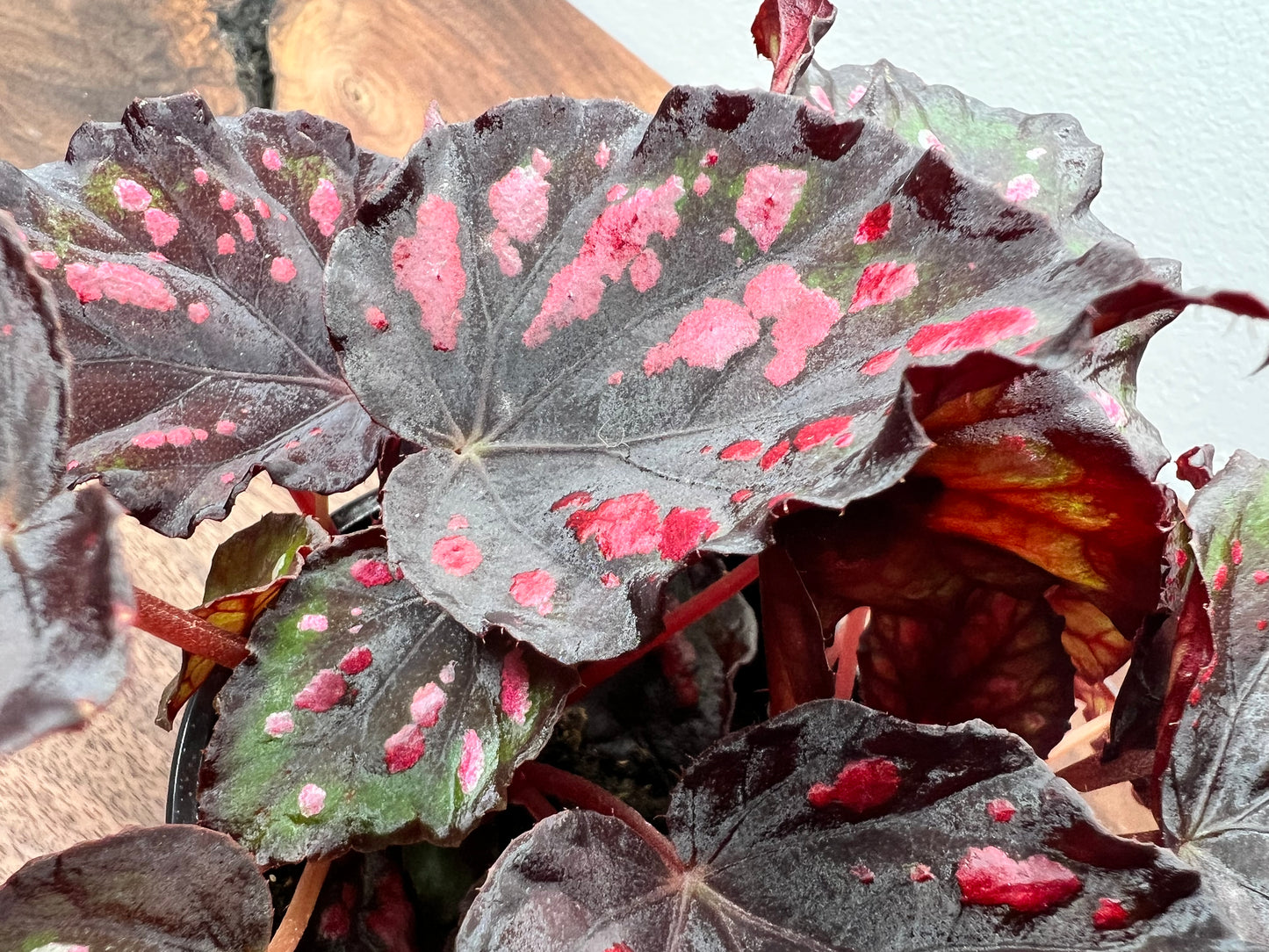 Begonia 'Helen Teupel'