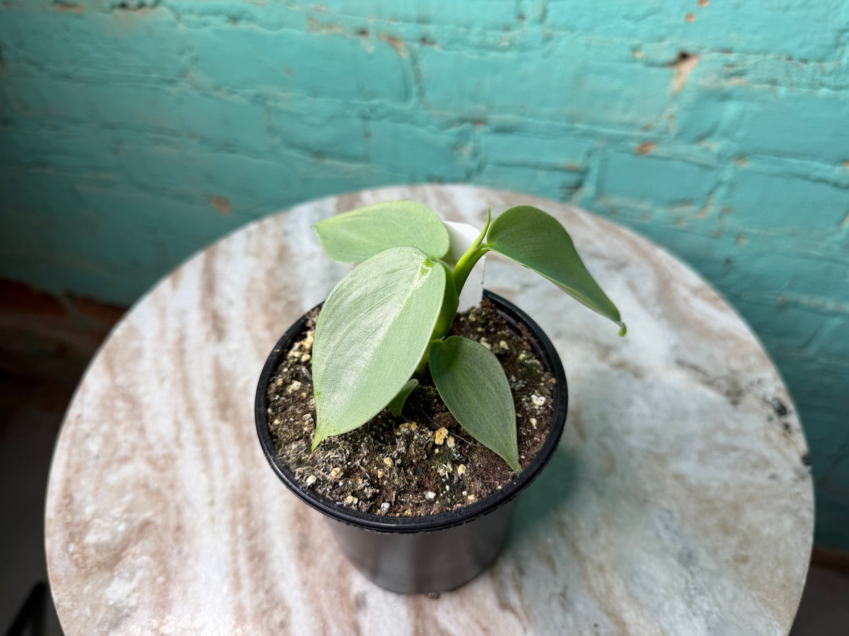 Philodendron Silver Sword 4”